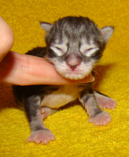     Catsvill County!   !    !       !!!    Catsvill County +7-926-544-74-09     .   ,   ,   ,    ,   ,  ,     ,   -,    ,   !
